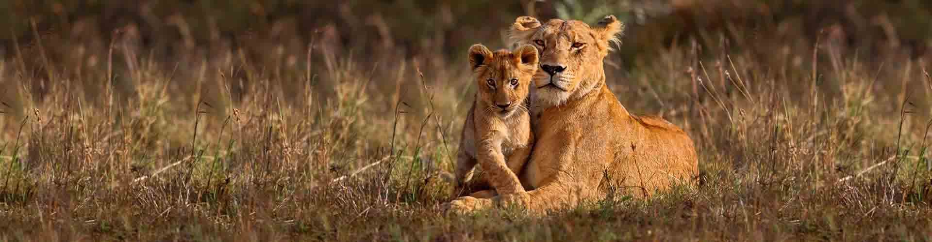 Kenya Horizon Safari